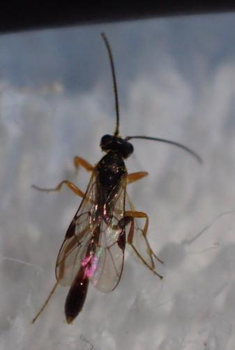 Réf. 248 100 : Tersilochinae inconnu